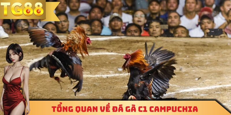 Một vài thông tin cơ bản cần nắm được về đá gà C1 Campuchia