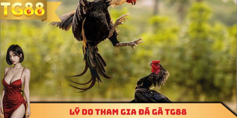 Lý do tham gia đá gà TG88