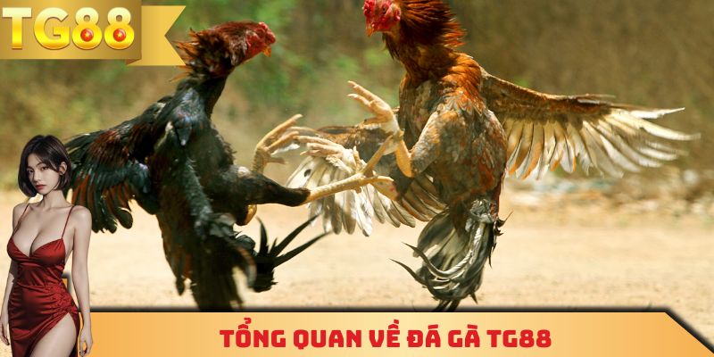 Tổng quan về đá gà TG88